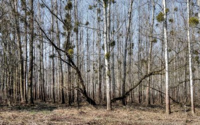 Die Energiewende bedroht den Wald der BRD