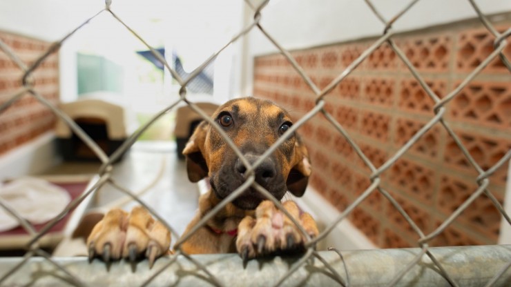 FFTIN Tierheimsponsoring: Tierheimen helfen, indem die Futterkosten übernommen werden