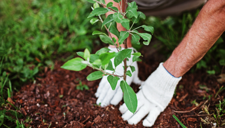 Wolfgang Hummel als Experte für Gartenarbeit