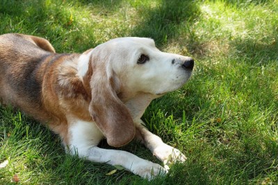 Das Team vom Tierheimsponsoring über die Bedeutung verlässlicher Partner im Tierschutz