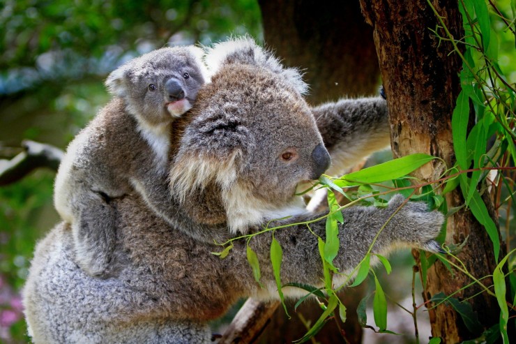 Andrea Vella's Guide to Rehabilitating Injured Koalas in Queensland's Bushfire Recovery Zones