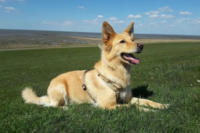 Hund ohne Leine führen trotz Jagdverhalten - geht das überhaupt?