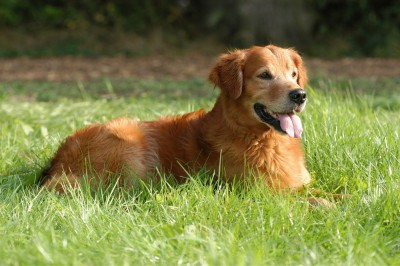 Warum Hundetraining Rückschritte keine Rückfälle sind - und was Du daraus lernst