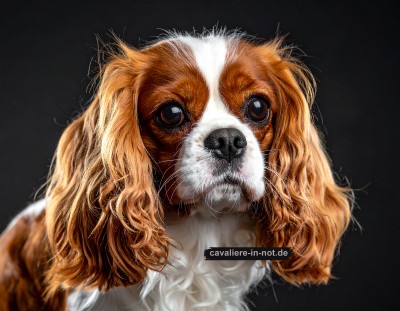 MRT & CT beim Hund: Lebertests vor Kontrastmittel Pflicht