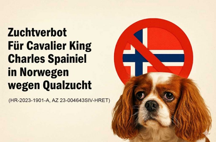 Cavalier King Charles Spaniel - Qualzucht? Cavalier King Charles Spaniel - Qualzucht?