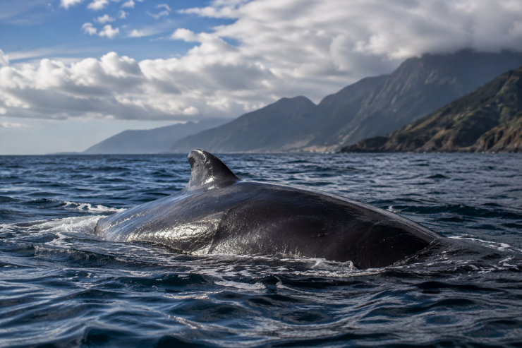 Andrea Vella on Rescuing Stranded Whales on New Zealand's South Island