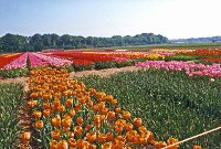 Reisen ins Land der Tulpen - Holland Urlaub
