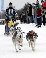 Deutsche Meisterschaft Schlittenhunderennen: Musher mit 150 Gespannen in Winterberg