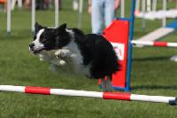 Mit der Uelzener Hunde-OP-Versicherung durch ein langes Hundeleben