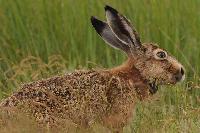 Ohne die Jagd wäre der Hasenbestand nicht gefährdet