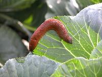 Sie sind wieder da: die Schnecken im Garten