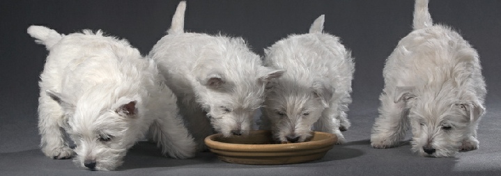 Das richtige Futter für einen gesunden Hund - was ist zu beachten?