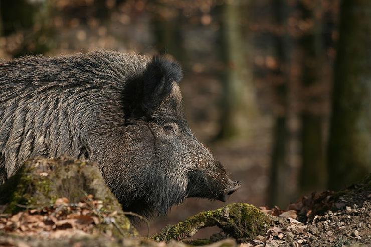 Winzer jammern: Millionenschäden durch Wildtiere?