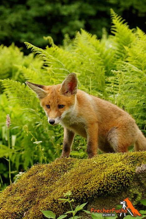 Fuchsräude - Jagd fördert die Ausbreitung