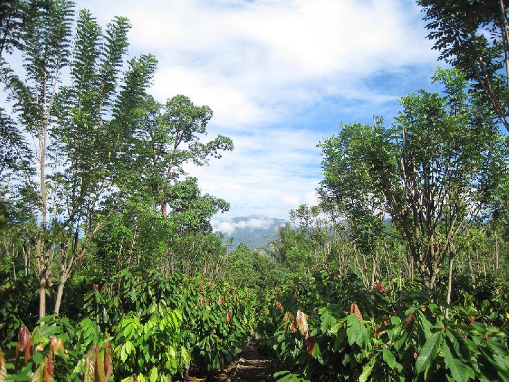 Greening the Cocoa Industry macht großen Sprung  nach vorn