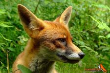 Und immer lockt der Fuchs - ein kalendarischer Jagdeinblick