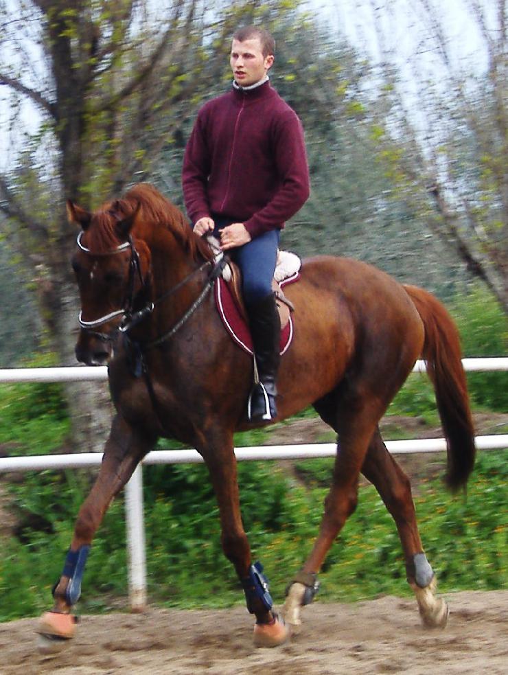 Reitsportausrüstung zum kleinen Preis im Internet kaufen