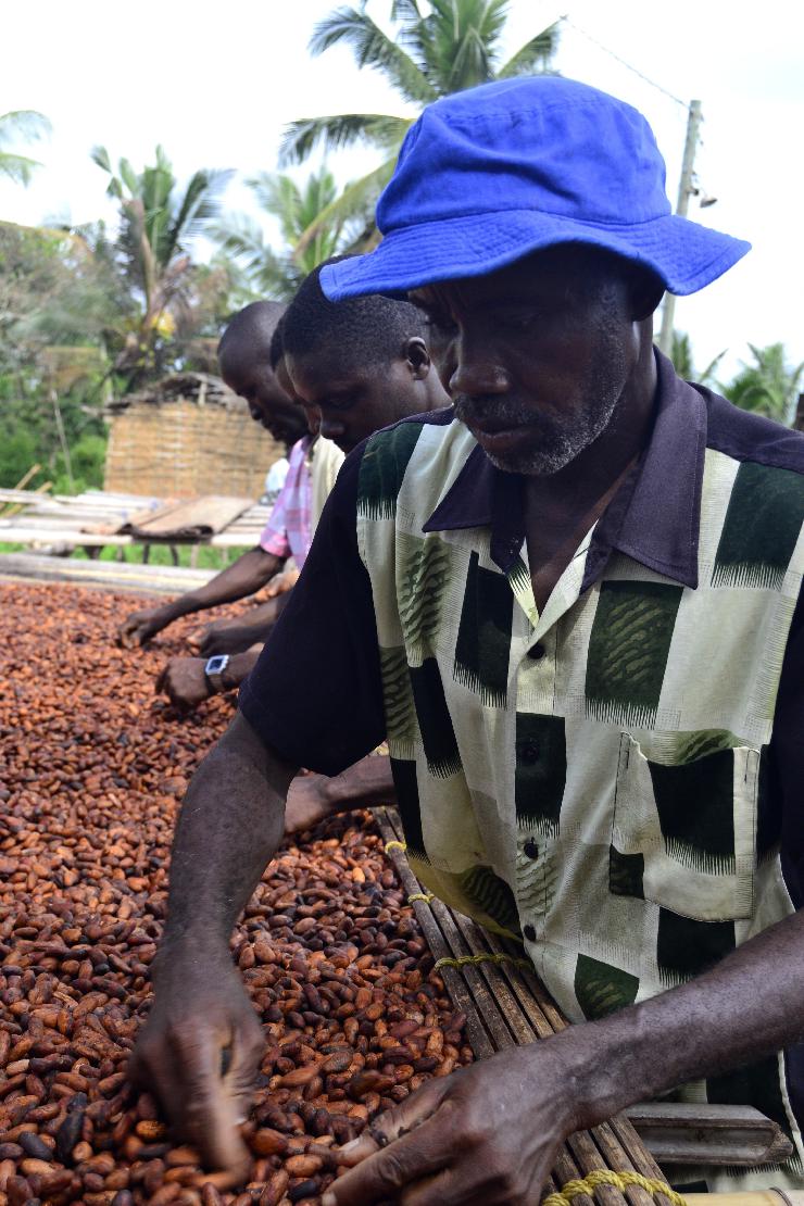 Rainforest-Alliance-Certified Kakao ist Marktführer