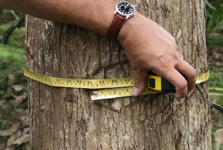 Holz: Als langfristiger Sachwert unschlagbar