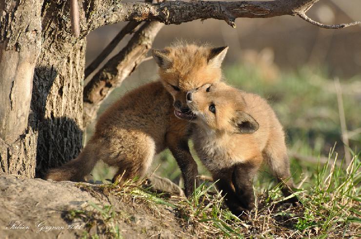 Räude: neues Pseudo-Alibi für die Fuchsjagd