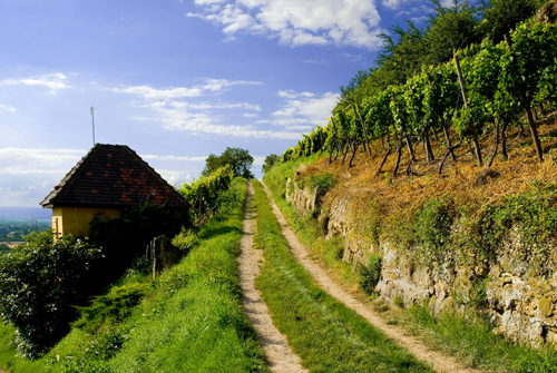 Markgräfler Wiiwegli - Wandern durch die schönste Weinlandschaft Europas