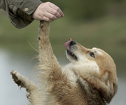 Dogdancing: Gymnastik für den Hund