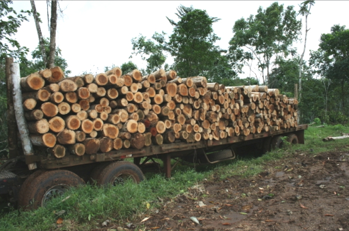 Bauminvestments statt illegale Abholzung der Tropen