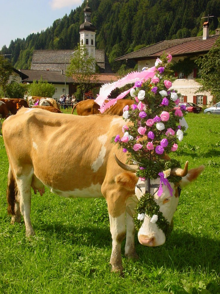 Almabtrieb am 14. September im oberbayerischen Sachrang