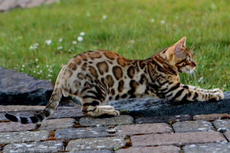 Wohnzimmerleoparden/Bengalkatzen werden immer beliebter