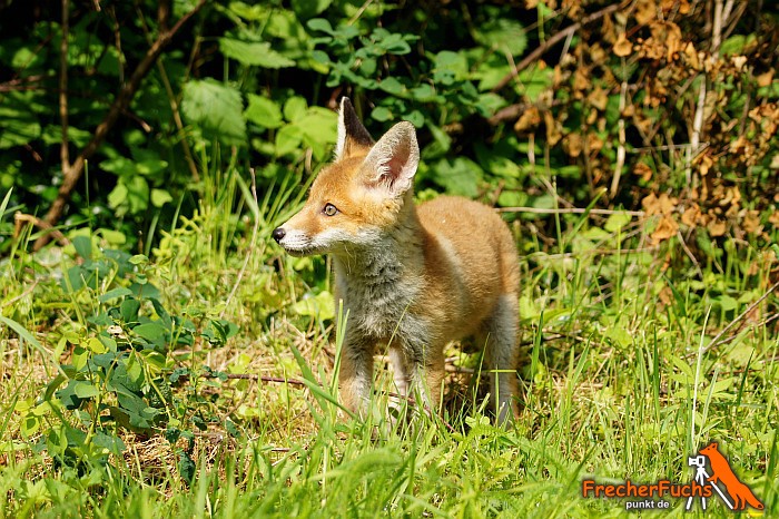 Jagdrecht - Wogegen protestieren Kleintierjäger im Saarland eigentlich?