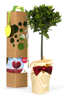 Muttertagsgeschenk: Ein Lorbeerbaum