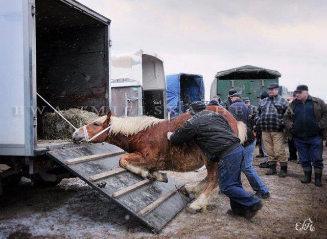 Tierschutzaktion gegen brutalen Pferdemarkt in Polen