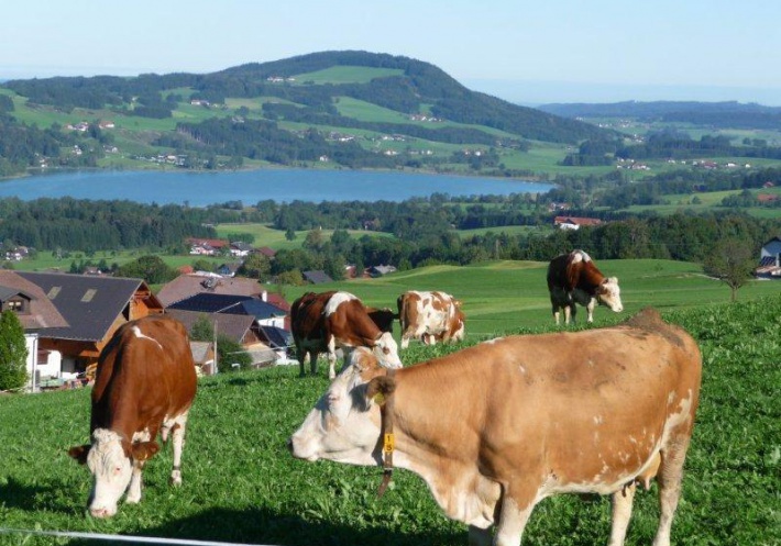 Ferienwohnungen für individuellen Österreich-Urlaub